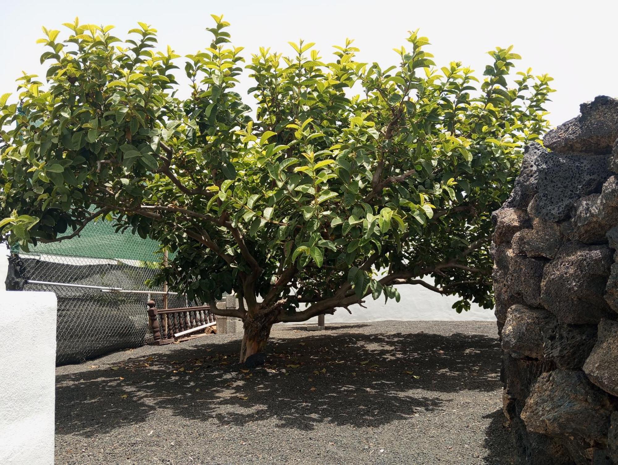 Casa Siempreviva Βίλα Teguise  Εξωτερικό φωτογραφία